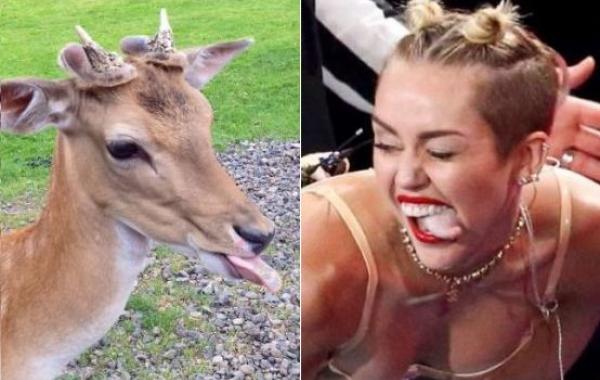 похожие друг на друга, похожие как две капли воды, точная копия друг друга