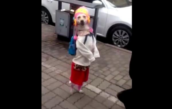 собака в детской одежде, собака гуляет на задних лапах Китай, собака гуляет Китай видео