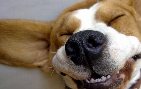 Улыбающиеся собаки