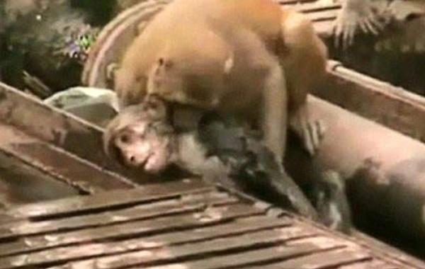 обезьяну ударило током, обезьяна герой, обезьяна спасла жизнь другу ударило током