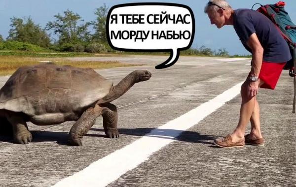 Пол Роуз, Paul Rose, ведущий помешал спариванию черепах, ведущий наткнулся на спаривающихся черепах