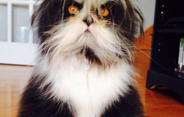 Atchoum, кот Atchoum, Атчум, кот с гипертрихозом, Атчум новая звезда интернета, Грозный кот Атчум