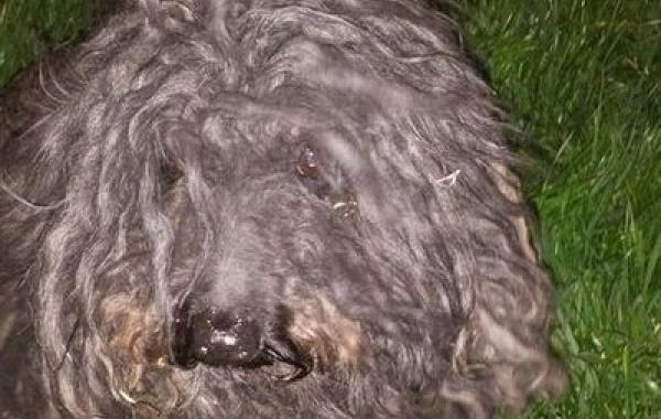 сбрили дреды собаки, помыли побрили бездомную собаку, уход за бездомной собакой