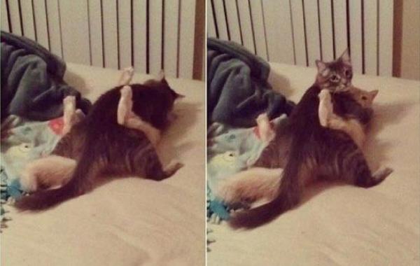 смешные животные, животные на месте преступления, животные попались