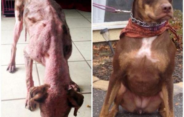 животные до и после приюта, бездомные животные до и после