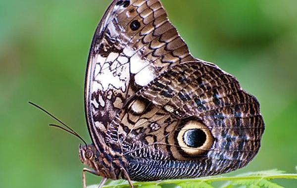 бабочка dynastor darius, кокон бабочки-совы, самый страшный кокон, кокон похож на змею