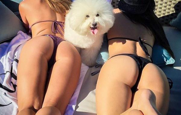 Четвероногие богачи, богатые собаки Instagram, richdogsofig