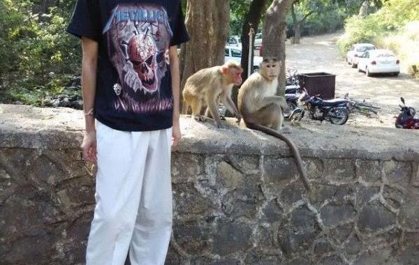 обезьяны сделали фото незабываемым, обезьяны стали спариваться на фото