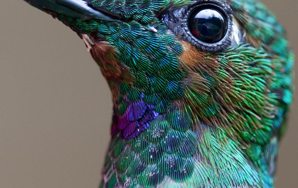 Так близко колибри вы ещё не видели