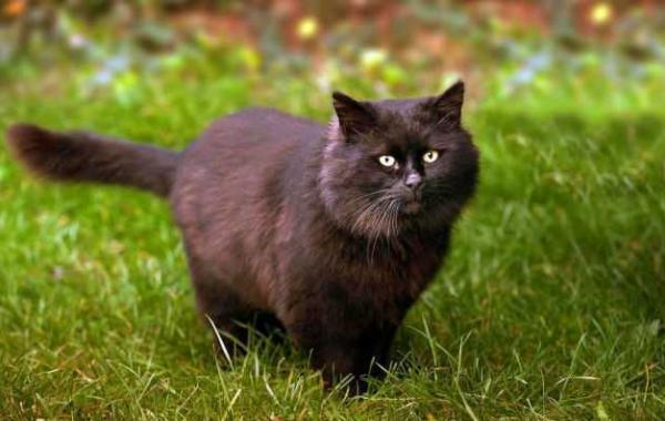 "Дьявольский" кот Шайни держит в страхе всю деревню