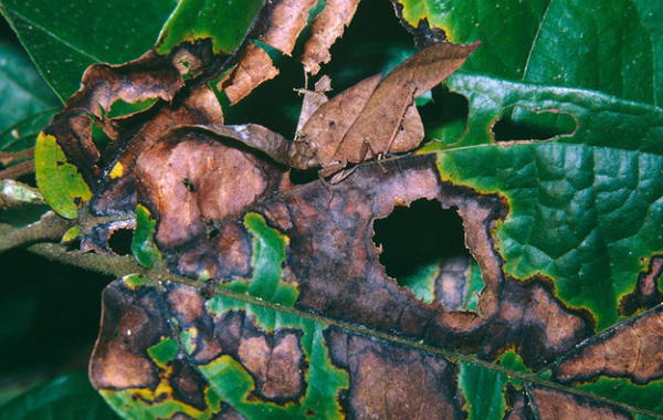 Никогда не играйте в прятки с этими животными, все равно проиграете