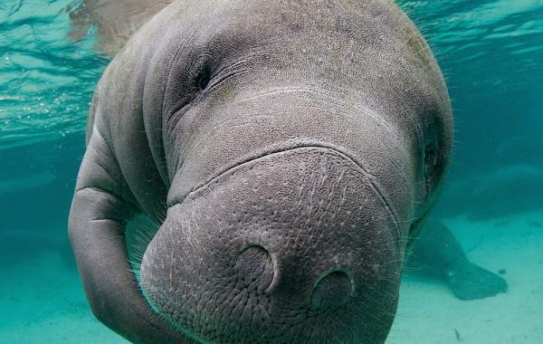 Победители конкурса подводной фотографии 2014