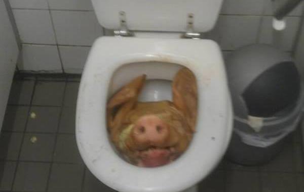 11 странных вещей найденных в туалете