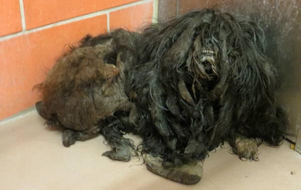 Trio Animal Foundation, Ellen dog, собака Эллен, до и после спасения