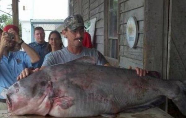 Морские монстры или самые крупные рыбы из когда-либо пойманных