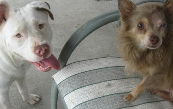 Трогательная дружба двух бродячих собак