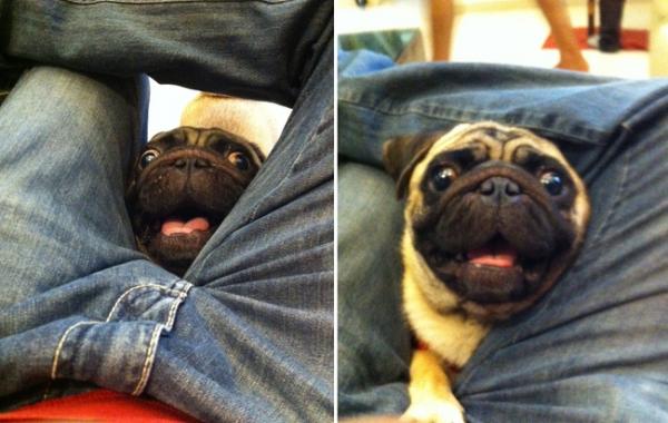 Смешные животные, которым нужно внимание хозяина прямо сейчас