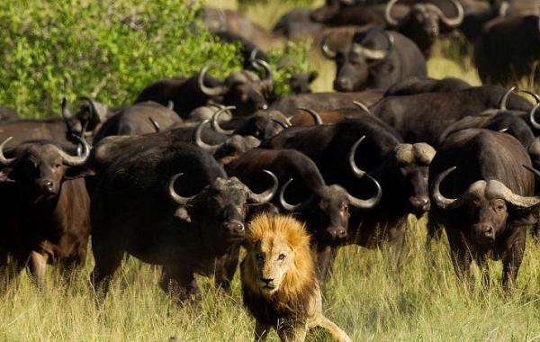 Стадо буйволов напало на льва, и затоптало его до смерти