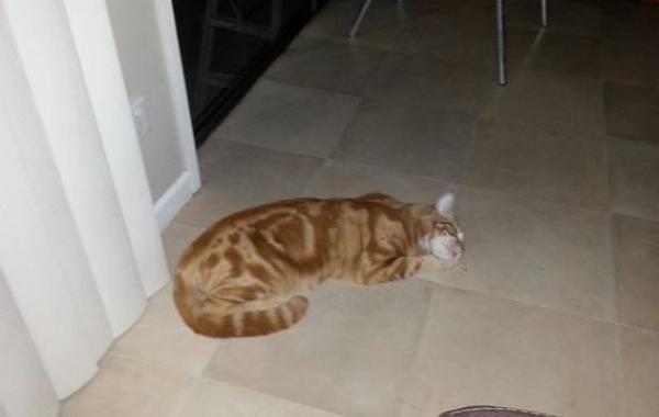 кот приносить хозяевам вещи, кот приносил хозяевам игрушки, кот воровал игрушки