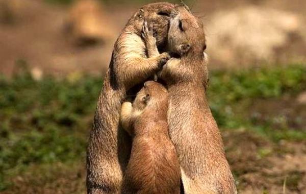 семейные портреты животных, семьи животных фото, фотогеничные животные