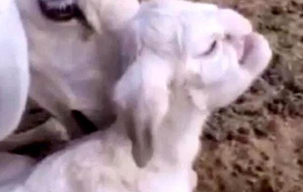 ягненок с лицом, ягненок с лицом злобного старика, ягненок с большим носом лицом, ягненок мутант, ягненок мутант в дагестане