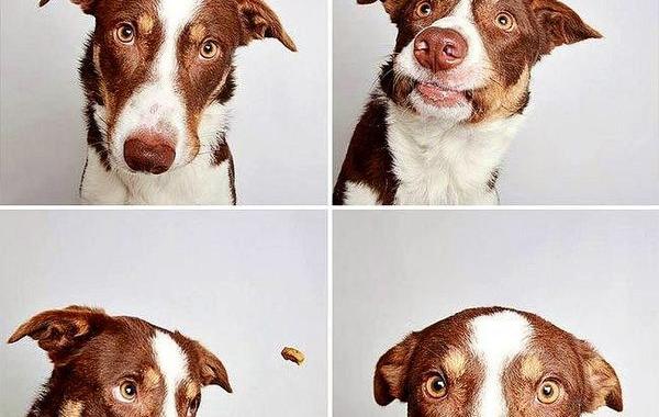 портреты собак, смешные портреты собак, фото собак в стиле фотокабинок, Гунневер Шустер, Guinnevere Shuster