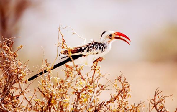 Репортаж из Кении