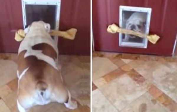 бульдог пытается занести кость в дом, бульдог кость в дом видео, бульдог Рассет, у бульдога не получается занести кость в дом