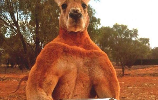 красный кенгуру Роджер, Роджер кенгуру качок, Роджер кенгуру бодибилдер, гигантский кенгуру Роджер, Роджер кенгуру мускулистый