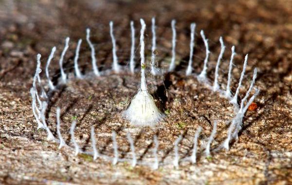 таинственные сооружения мешочницы, сооружения бабочки мешочницы 