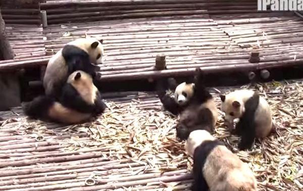 драка панд, панды дерутся, панды подрались в зоопарке