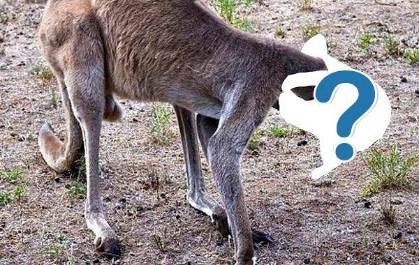 кенгуру голова в лейке, кенгуру застрял головой в лейке, кенгуру застрял