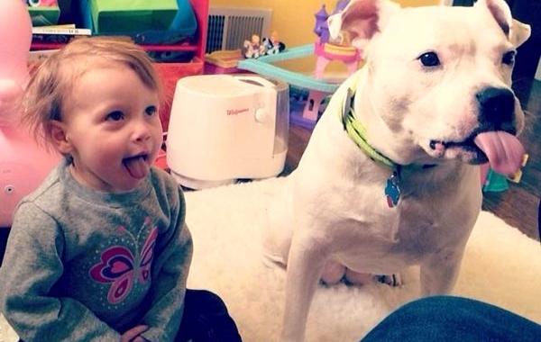 дети и собаки похожи, доказательства того что дети и собаки похожи