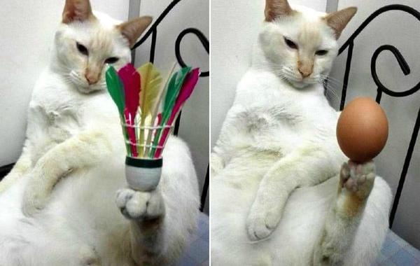 кот держит вещи на лапах, кот держит на лапах, кот который может держать на лапах