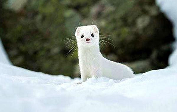 National Geographic за февраль 2015, лучшие фотографии National Geographic