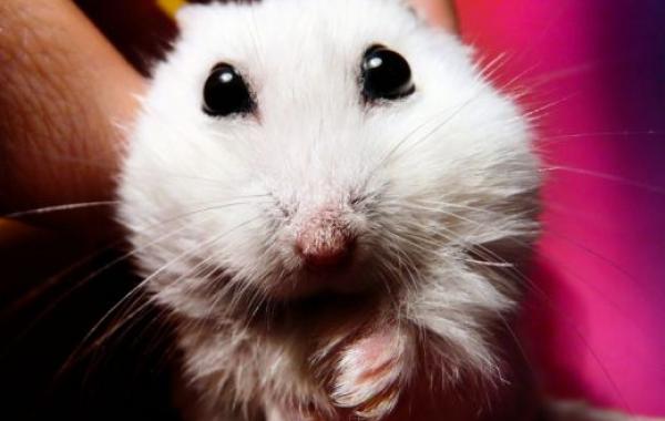 Милые фото хомяка