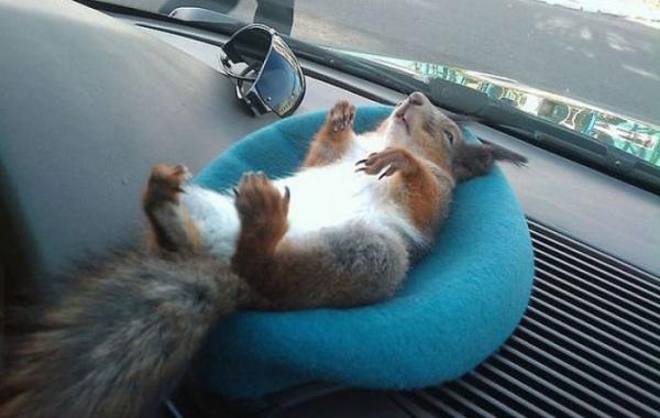 Необычный напарник минского таксиста белка в такси