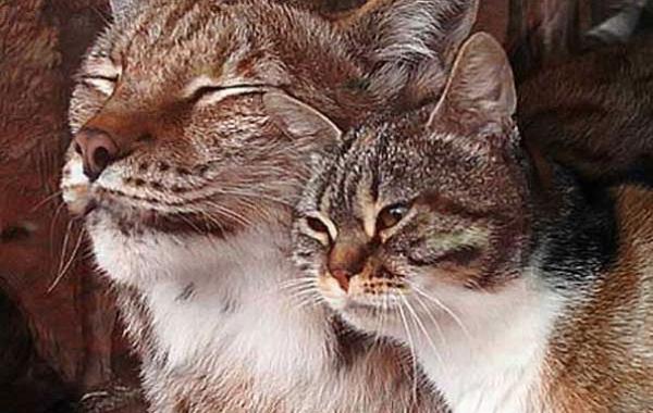 Трогательная дружба, пробравшейся в зоопарк кошки с рысьюТрогательная дружба между кошкой и рысью в зоопарке Петербурга