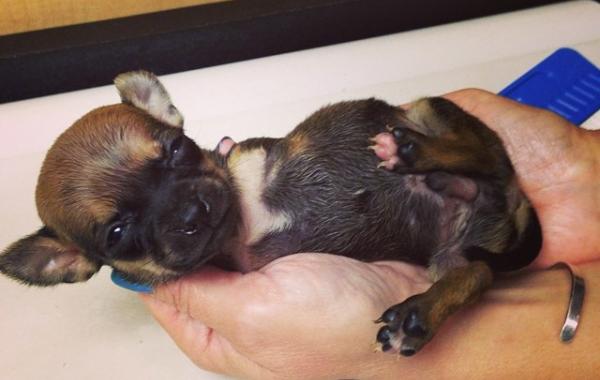 turbo dog, собака без передних лап, турбо щенок без лап