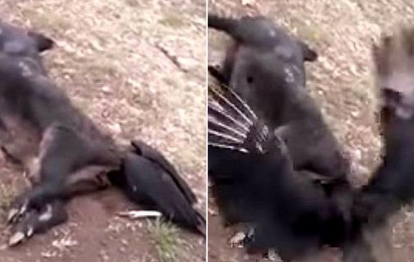 голова грифа застряла в заднице свиньи, голова грифа застряла в заднице, почему голова грифа застряла