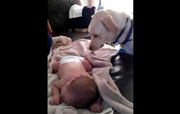 собака укрывает одеялом ребенка, собака укрывает одеялом ребенка носом