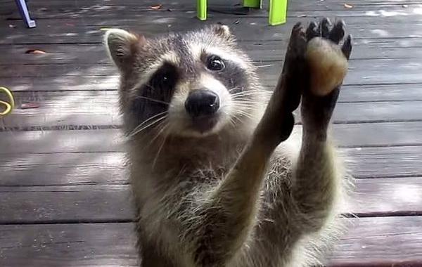 енот Рокси, Rocksy raccoon, енот стучит камнем по стеклу, енот стучит камень стекло чтобы покормили