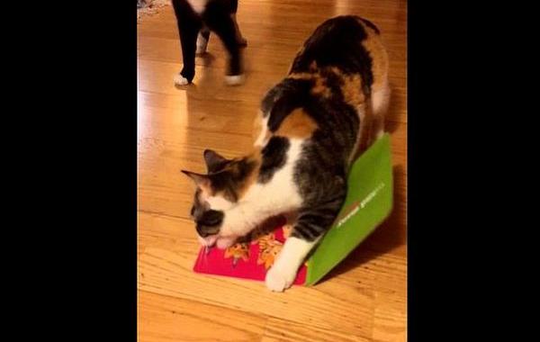 кошка украла открытку, кошка украла мяукающую открытку