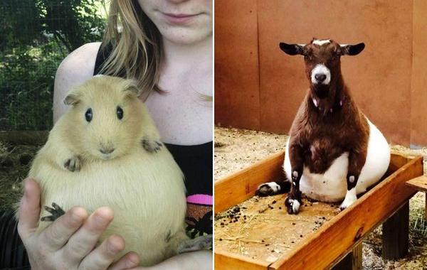 животные неваляшки, беременные животные неваляшки, беременные животные