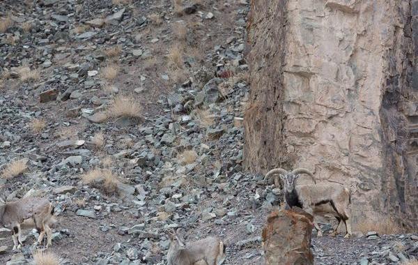 найти снежный барс на фото, фото снежного барса в природе, Ингер Вандайк, Inger Vandyke