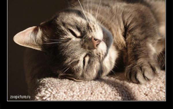 Интересные факты о кошках 