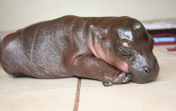 Бегемотенок Гарри