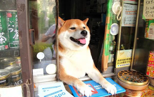 собака продавец, собака-улыбака, сиба-ину продавец токио