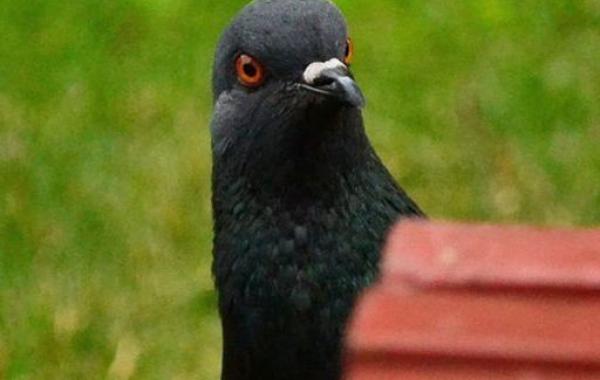 Воробей забрал у голубя хлеб, голубь и хлеб