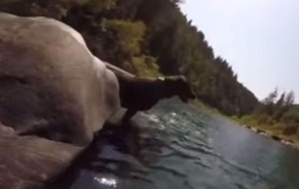 пес выдра, собака ныряет на дно реки, лабрадор ныряет на дно реки, собака на дно реки видео